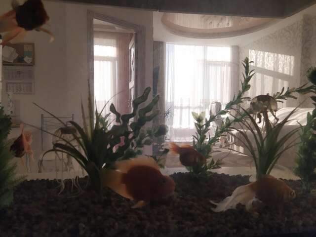 Апартаменты Квартира апартаменты посуточно в Аркадии Одесса-13